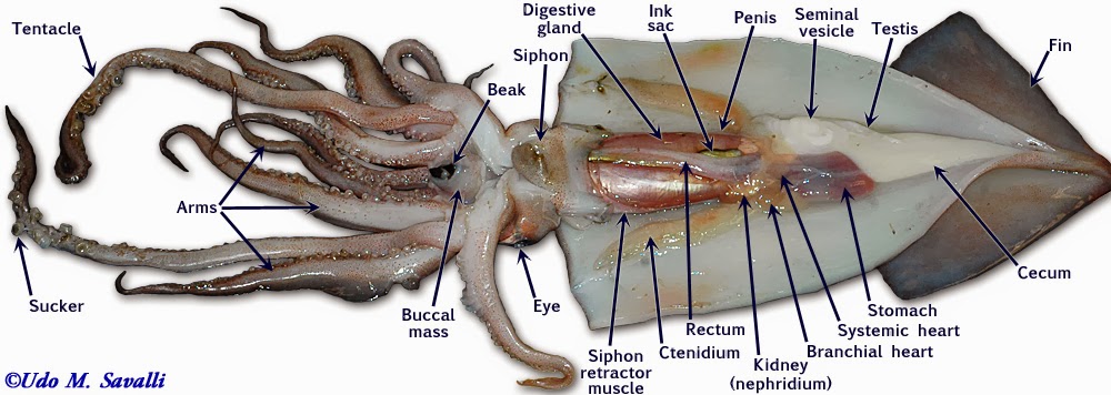 Squid Dissection Lab Companion